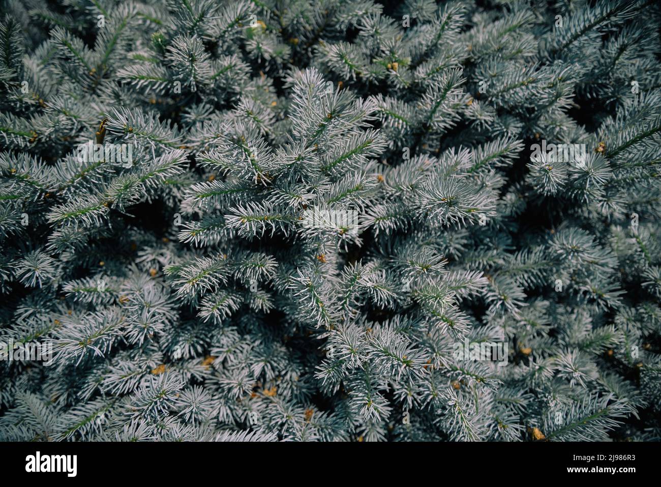 The blue spruce (Picea pungens), also commonly known as green spruce, white spruce. It is native to North America and is found naturally in Arizona, C Stock Photo