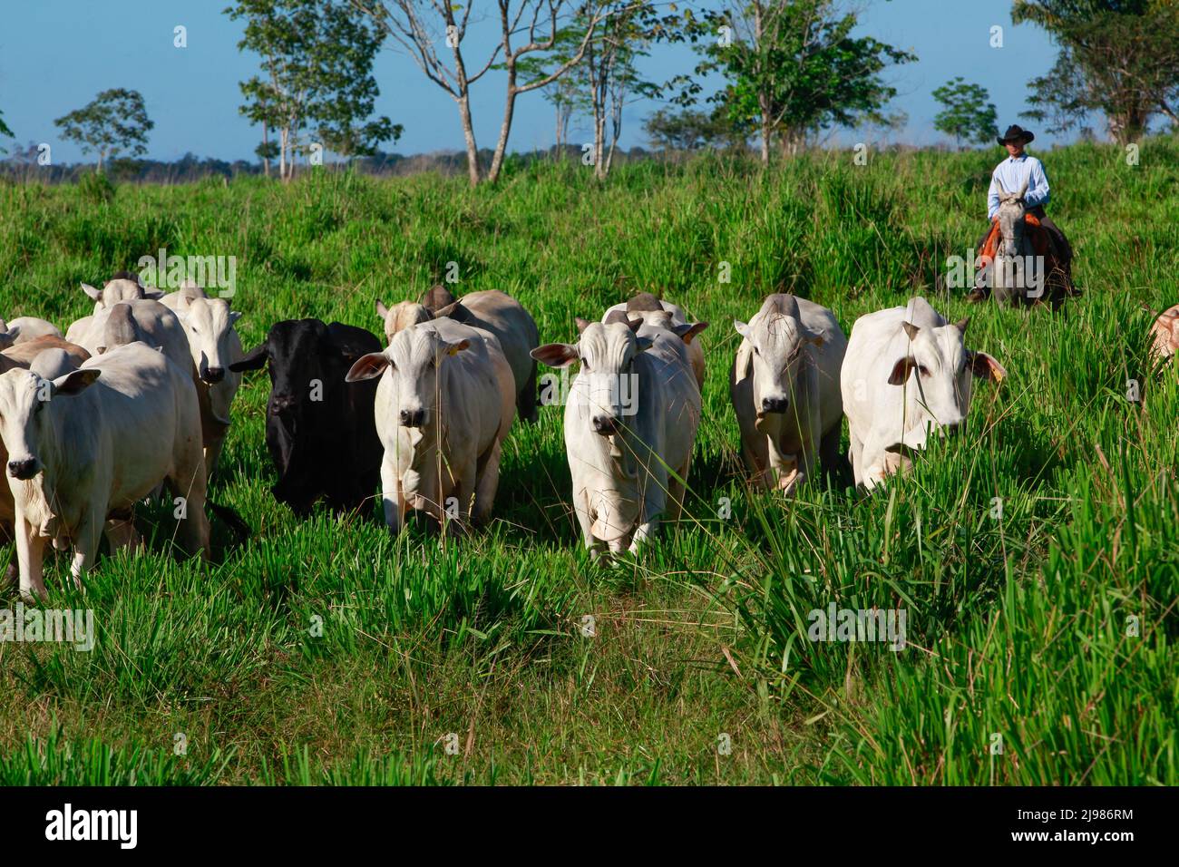 Herd of cattle on pasture, with farmer on the background riding horse on grassland, wearing cowboy hat. Brazil, Pará State, Amazon. Stock Photo