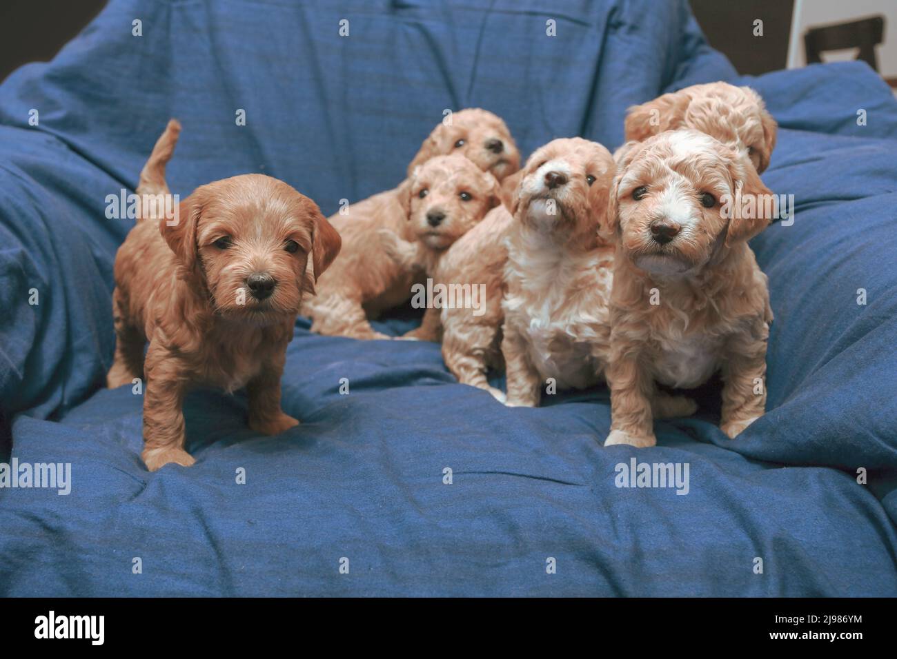 A month old Poochon (Poodle & Bichon mix) puppies Stock Photo
