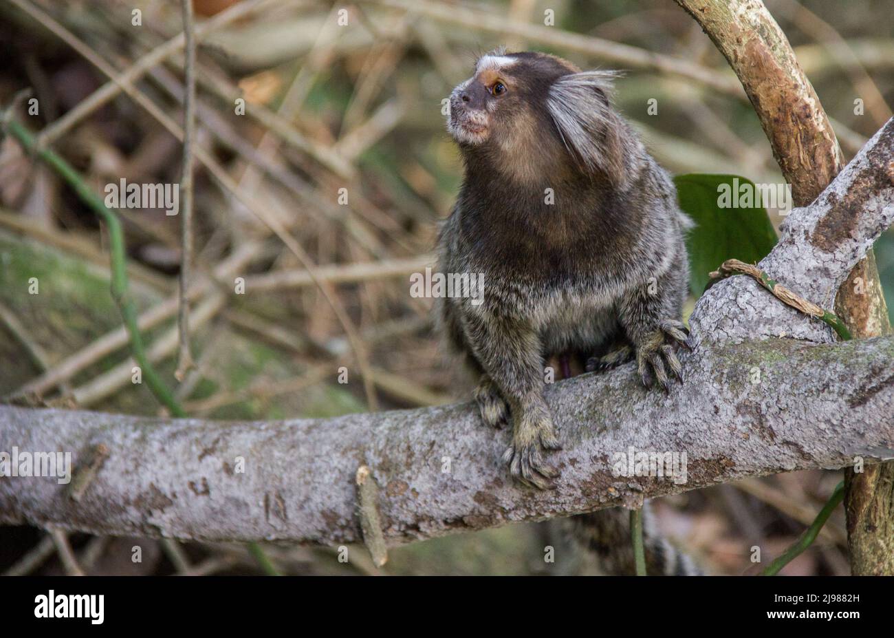 Callithrix Soinho Soin Sagui Monkey Macaco Stock Photo 1441915355