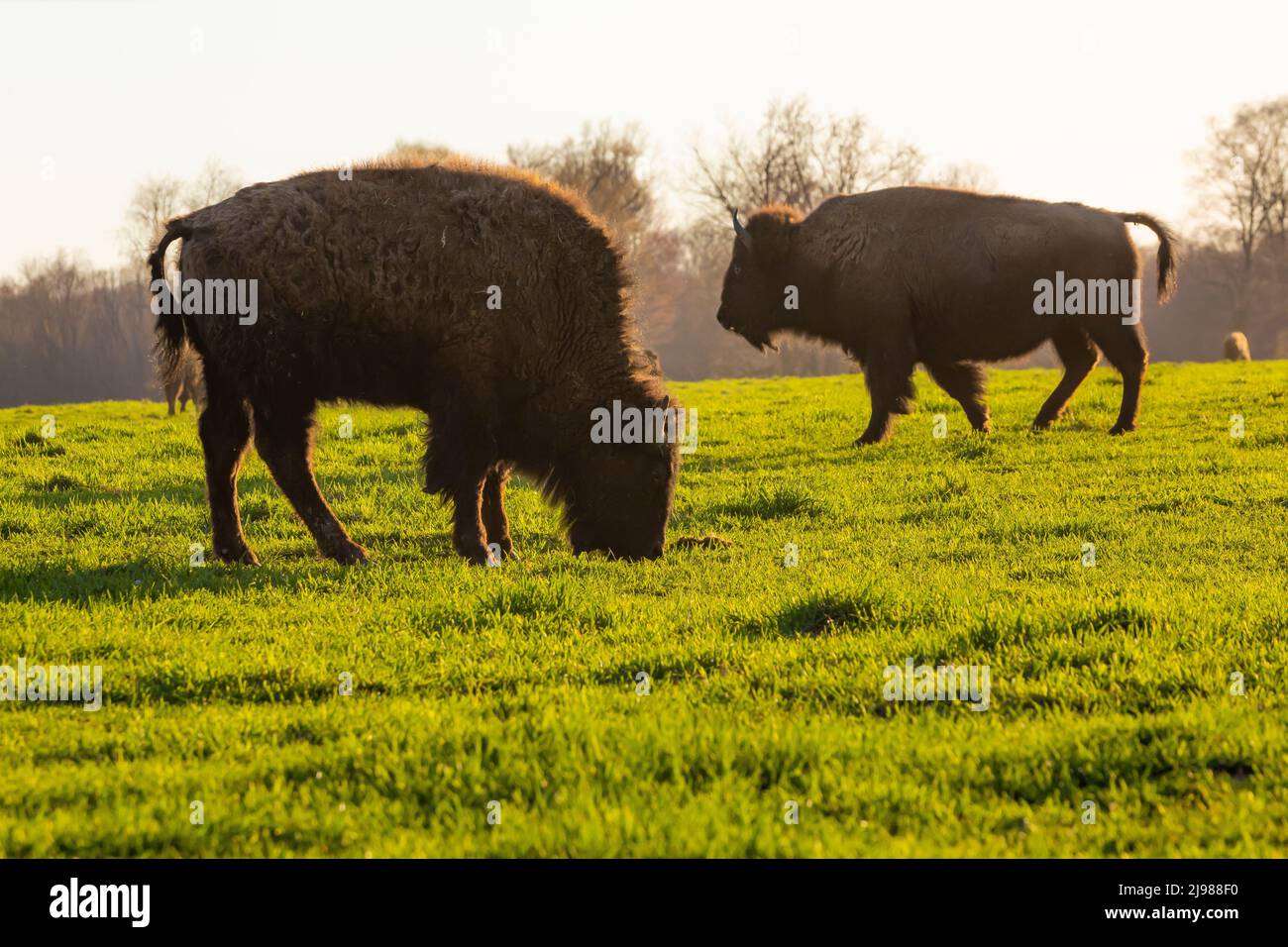 Buffalo, Bison bison, raised on Super G Ranch in central Michigan, USA [No property release; editorial licensing only] Stock Photo