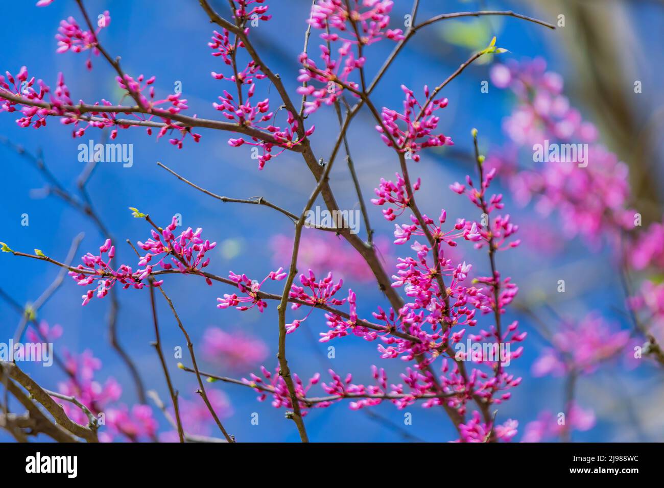 Eastern Redbud, Cercis canadensis, blooming in May in Michigan, USA Stock Photo