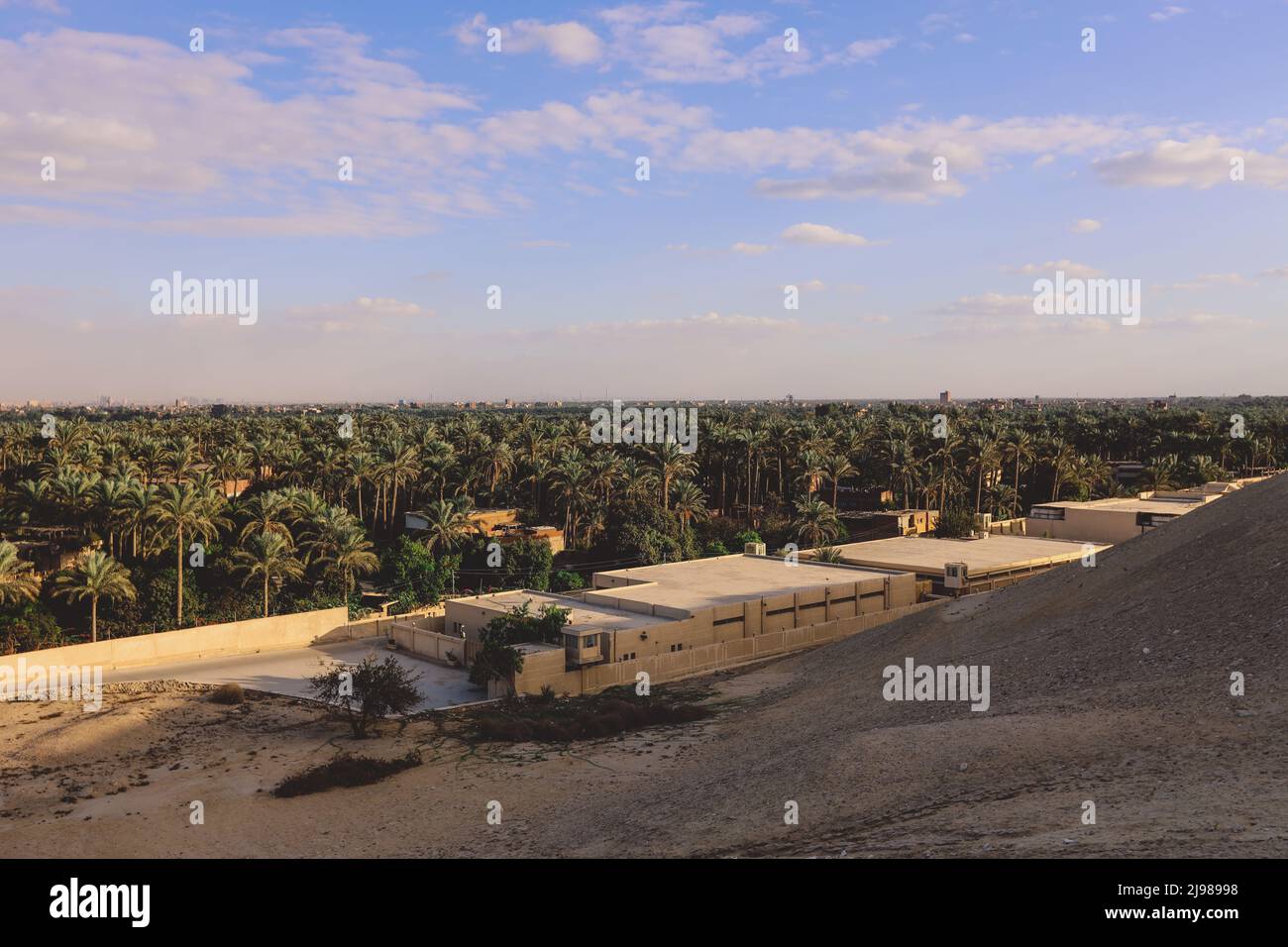 Green Palm Trees Grove near the Imhotep Museum at the foot of the Saqqara necropolis complex, near Memphis in Lower Egypt Stock Photo