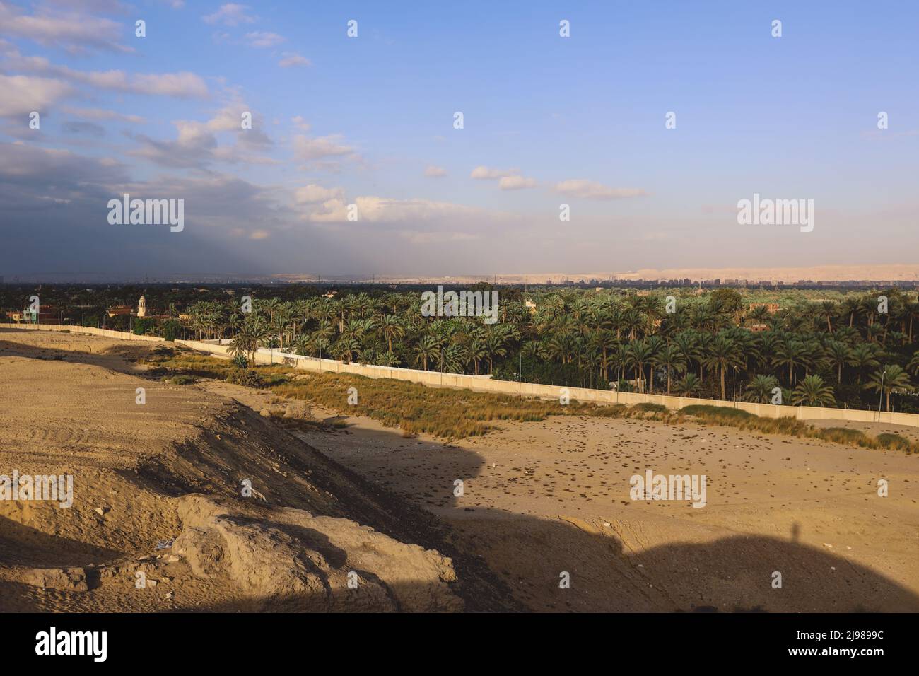 Green Palm Trees Grove near the Imhotep Museum at the foot of the Saqqara necropolis complex, near Memphis in Lower Egypt Stock Photo