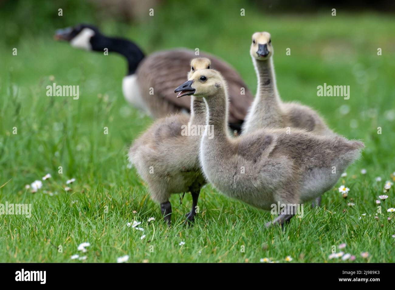 Canada goose zug shop quad