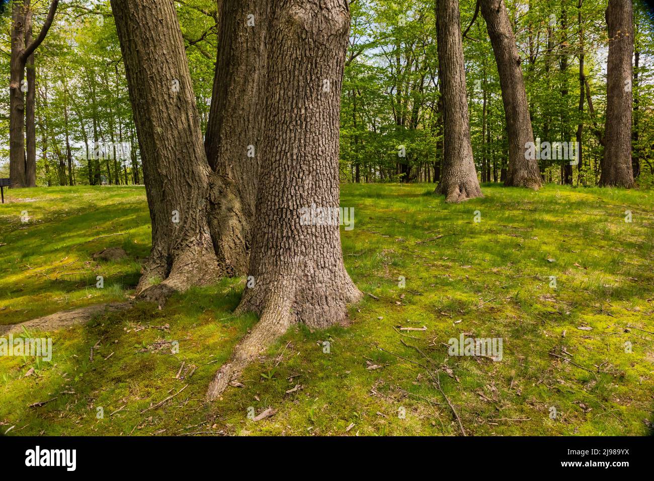 Mossy forest at a rest area along M-66 in central Michigan, USA Stock Photo