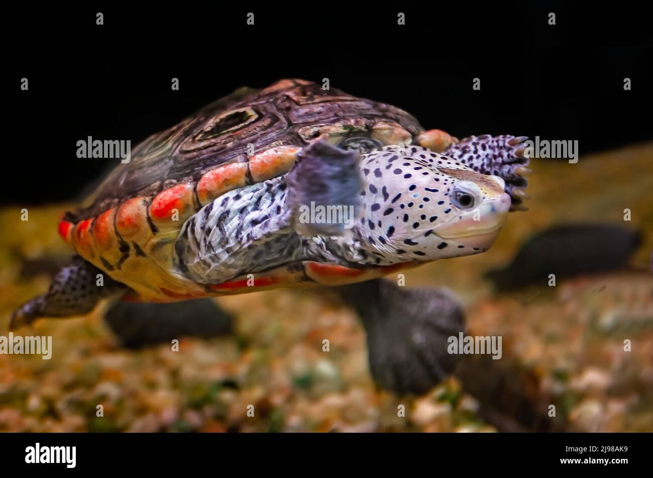 A diamondback terrapin (Malaclemys terrapin) swims in an aquarium at Dauphin Island Sea Lab and Estuarium,  June 29, 2021, in Dauphin Island, Alabama. Stock Photo