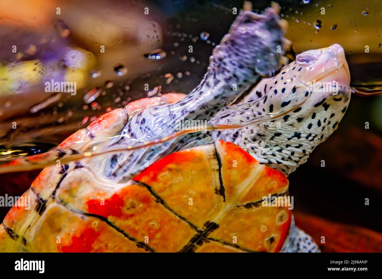 A diamondback terrapin (Malaclemys terrapin) swims in an aquarium at