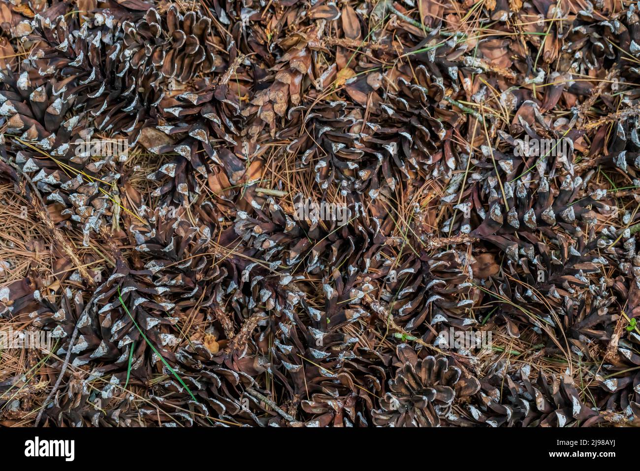 Eastern White Pine, Pinus strobus, cones and needles on forest floor in central Michigan, USA Stock Photo