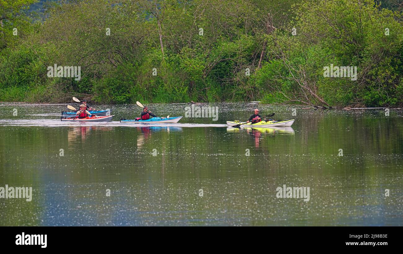 Kayakers paddling down a river in Lower Mainland, B. C., Canada. Stock Photo