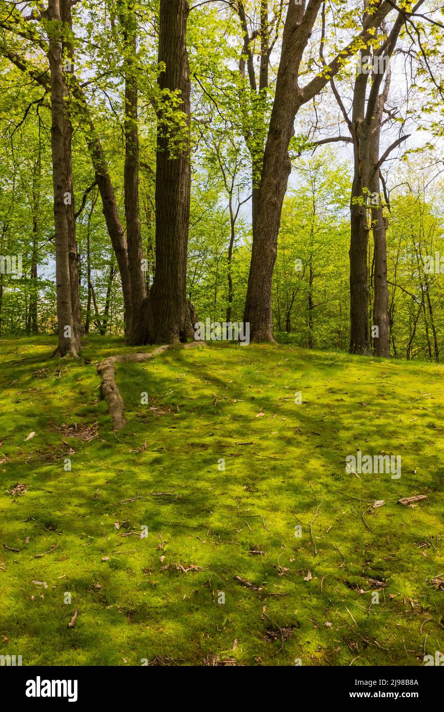 Mossy forest at a rest area along M-66 in central Michigan, USA Stock Photo