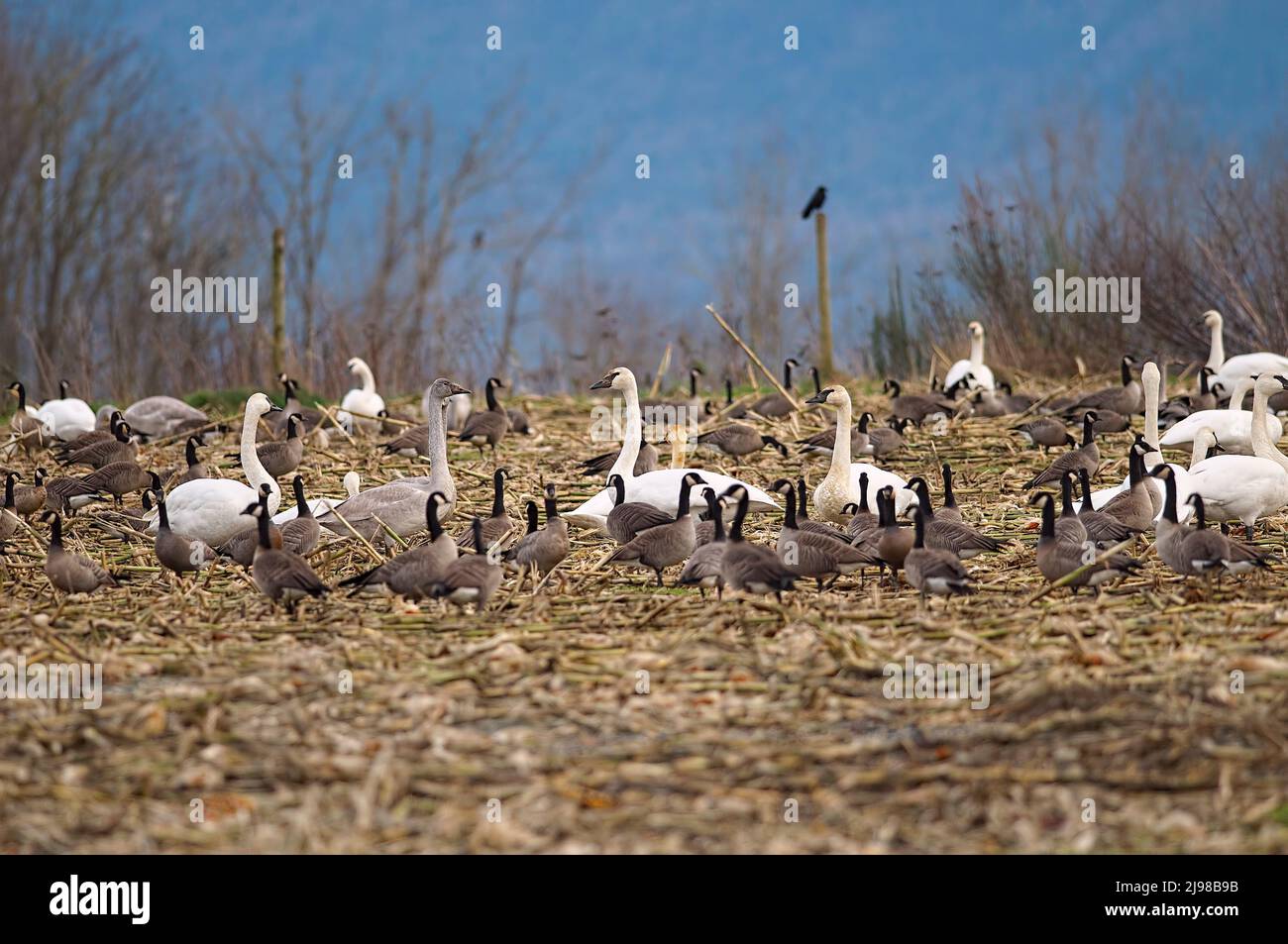 Trumpeter Swans (Cygnus buccinator) and Canada Geese (Branta canadensis) flocked together. Stock Photo
