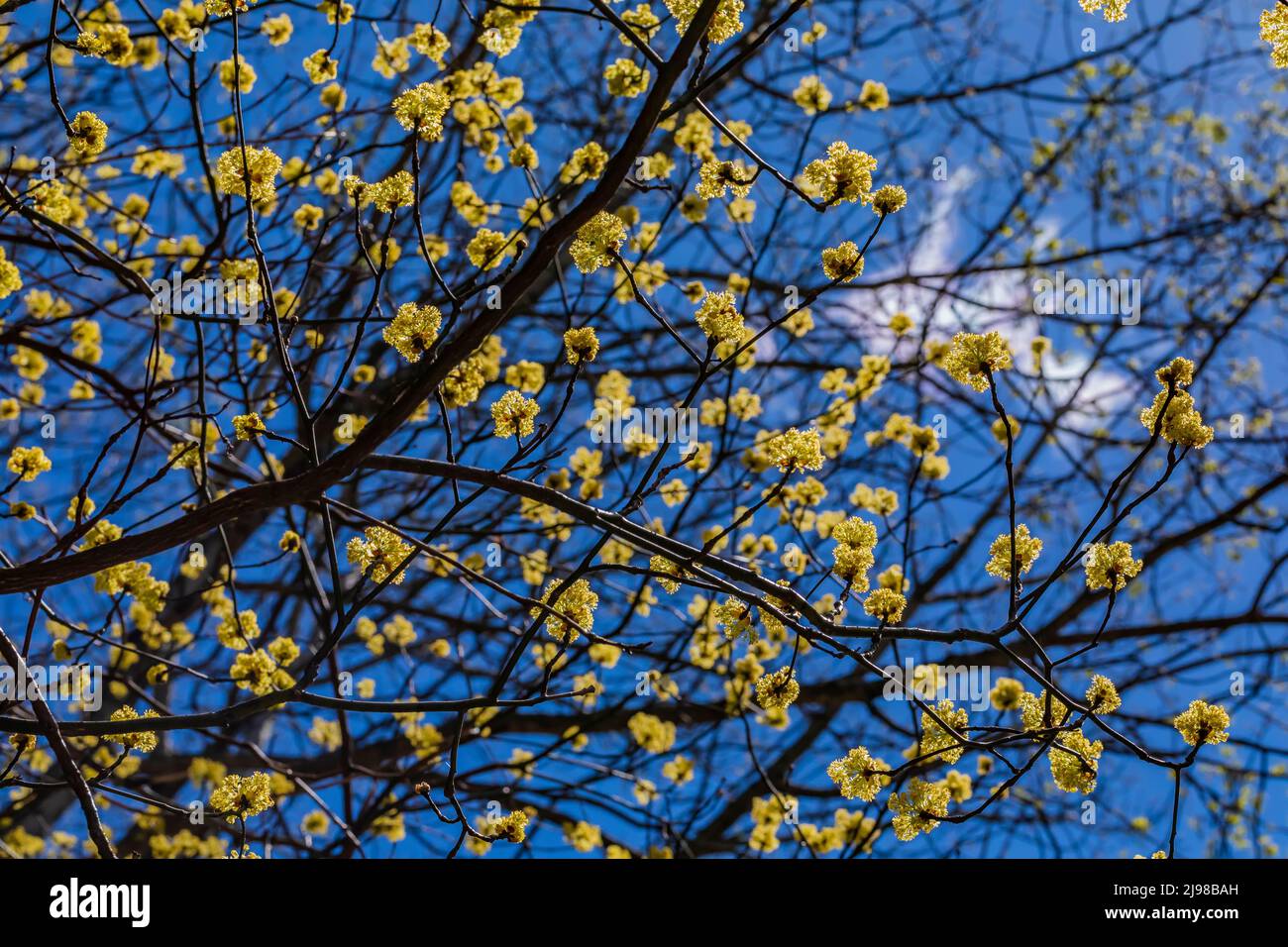Sassafras, Sassafras albidum, flowering in central Michigan, USA Stock