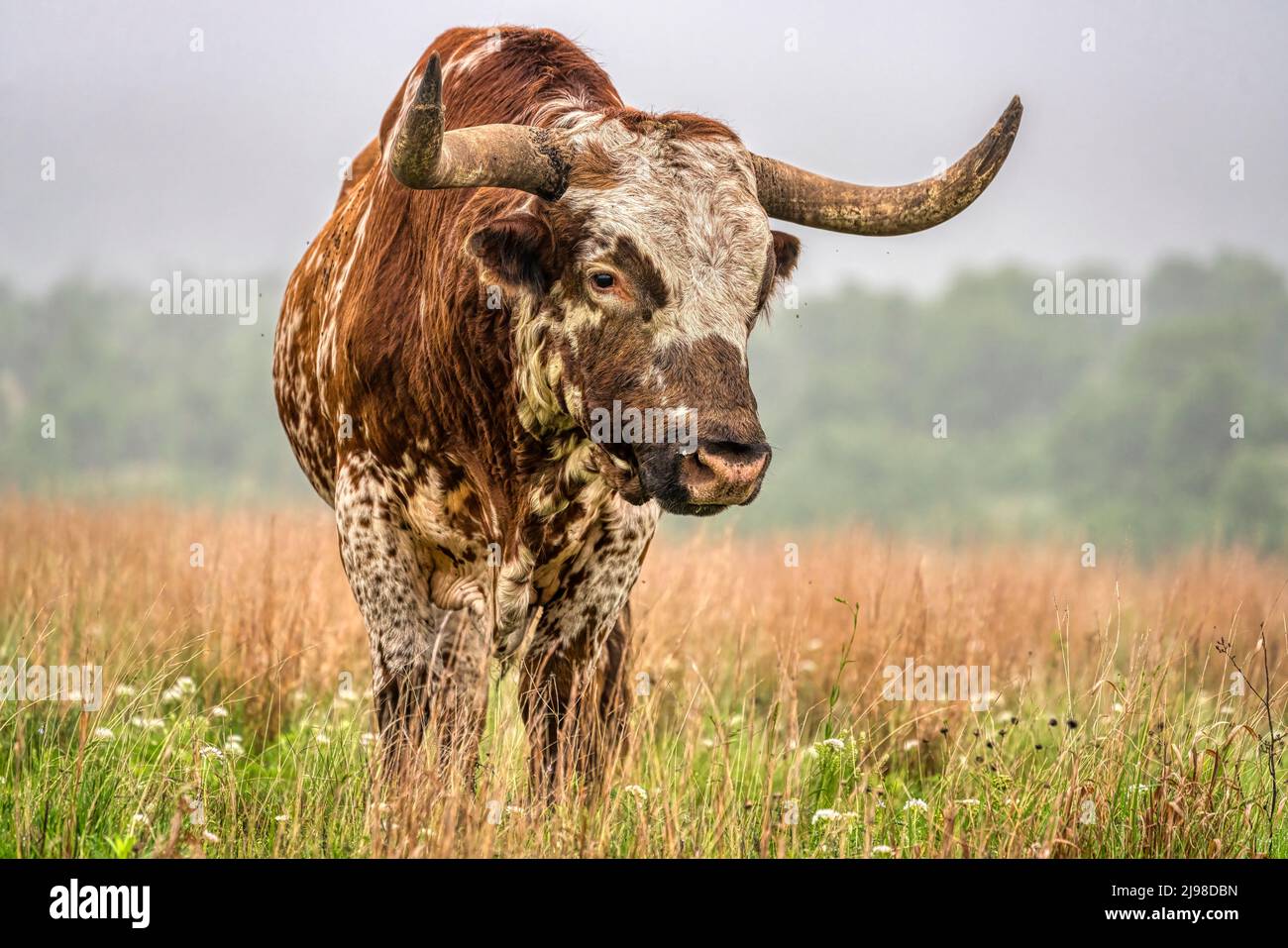 Hook'em Horns State of Texas Bull Head with Longhorns Design T-Shirt