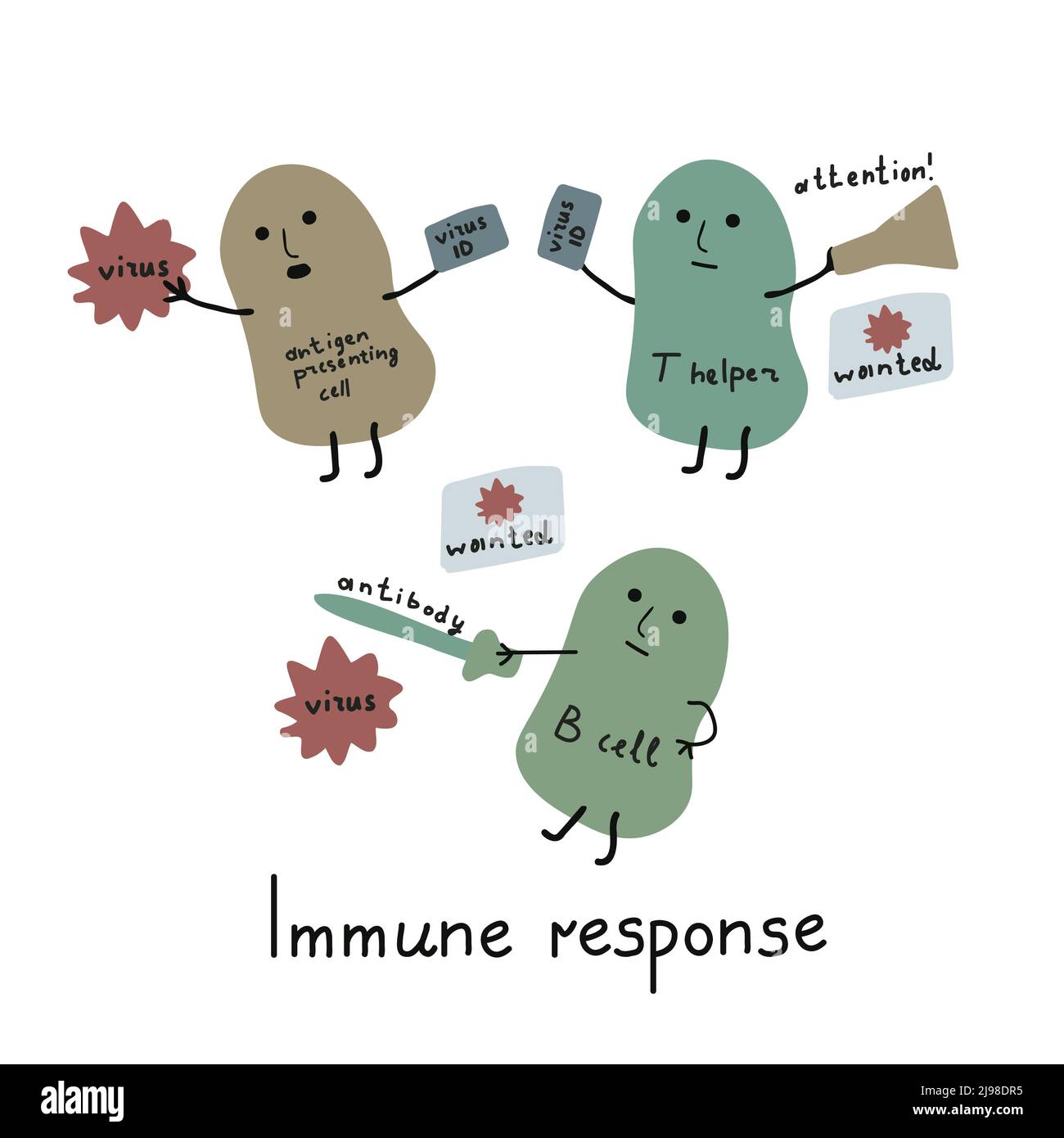 Immune response illustration cartoon style Stock Vector Image & Art - Alamy