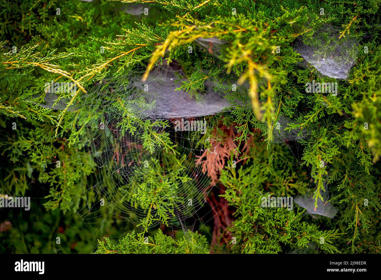 Spider webs and Thuja tree. Spider webs and cobwebs are everywhere in French gardens. Stock Photo