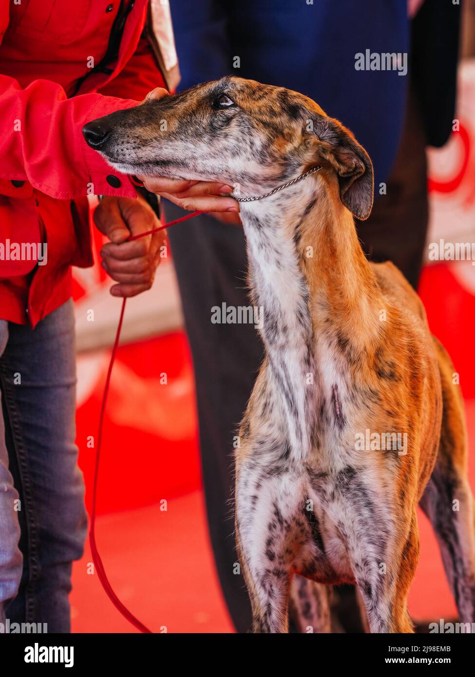 Head portrait of brindle spanish greyhound with hand on neck Stock Photo