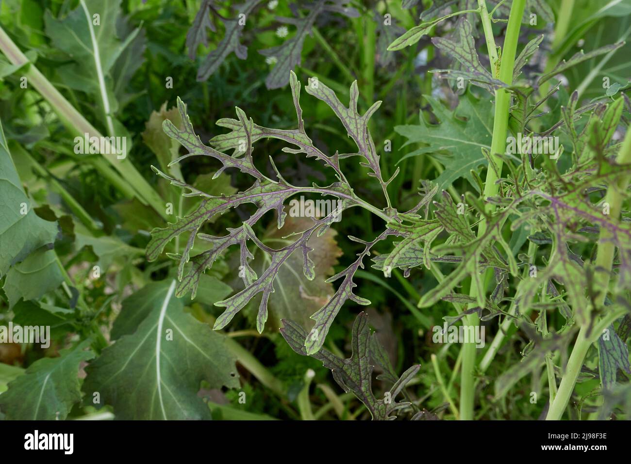 Brassica rapa var. Niposinica in bloom Stock Photo
