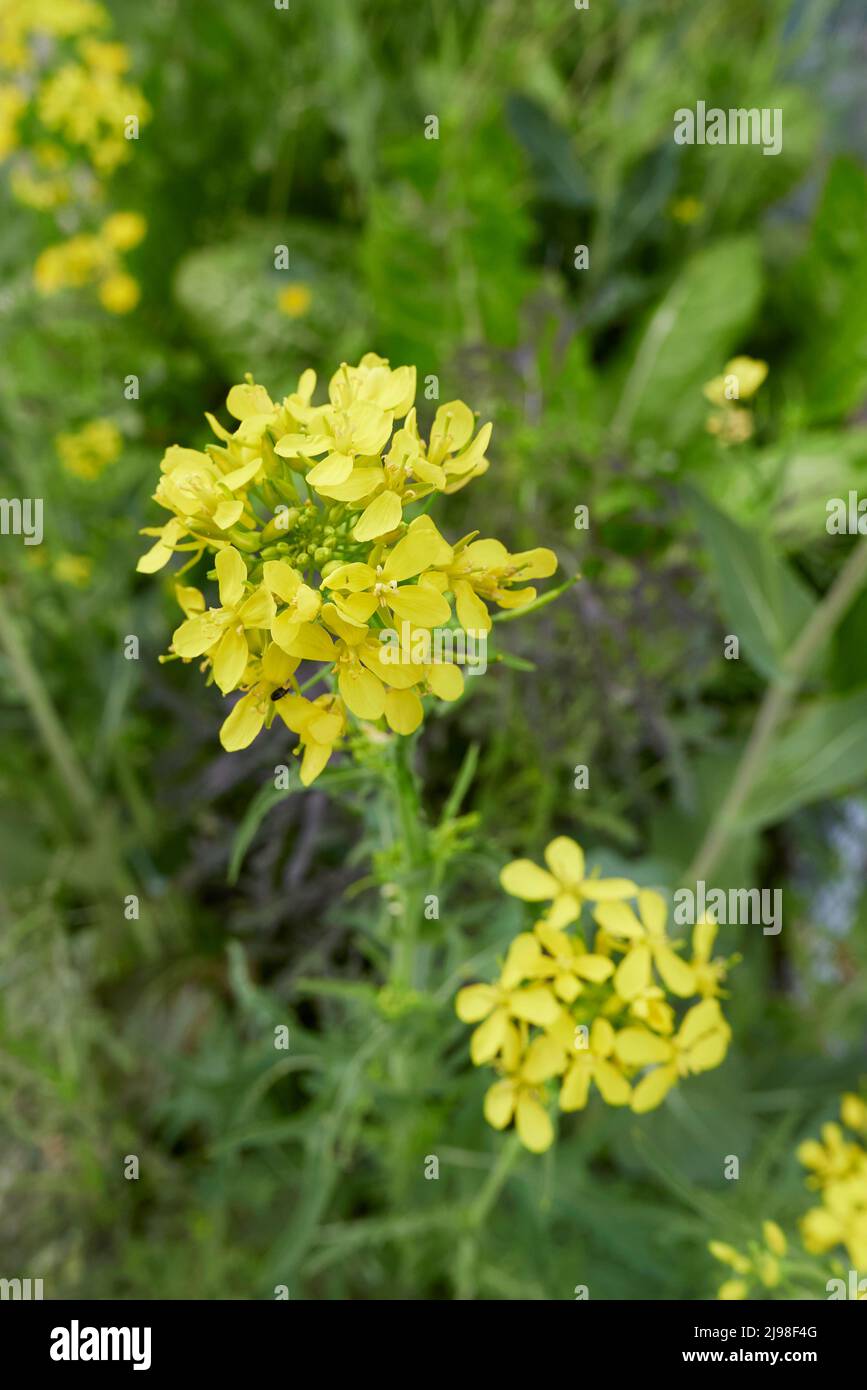 Brassica rapa var. Niposinica in bloom Stock Photo