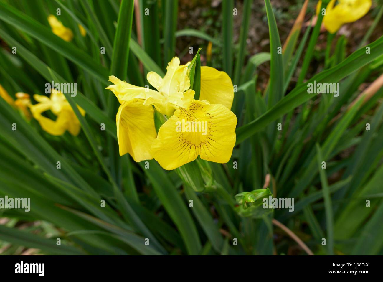 Iris pseudacorus yellow flowers Stock Photo