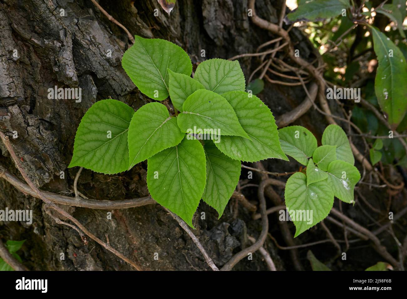 Schizophragma hydrangeoides close up Stock Photo
