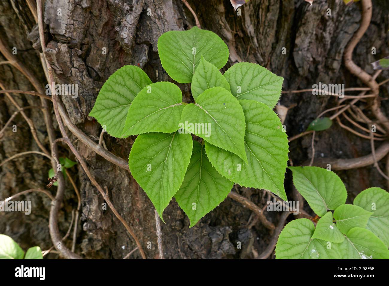 Schizophragma hydrangeoides close up Stock Photo
