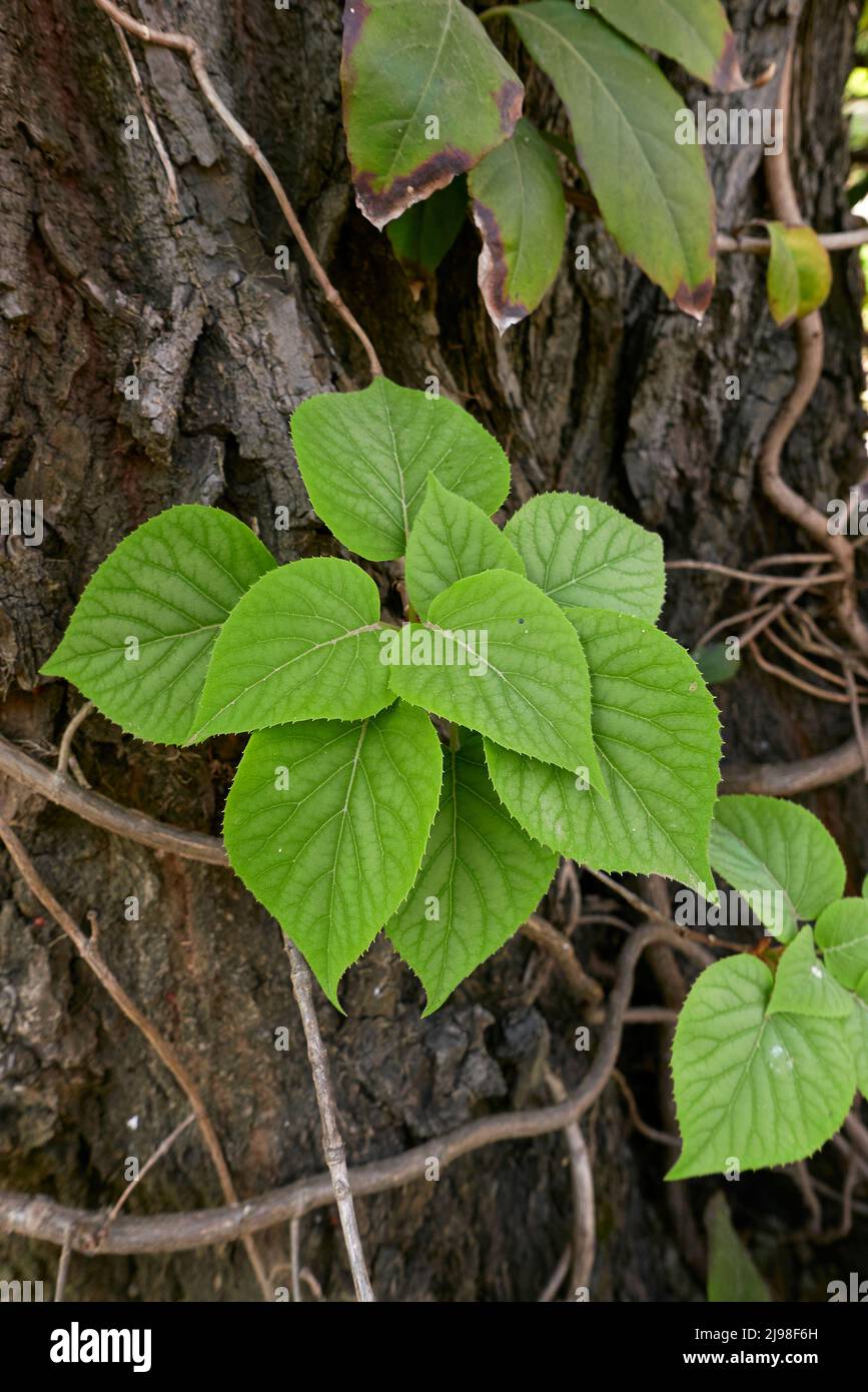 Schizophragma hydrangeoides close up Stock Photo