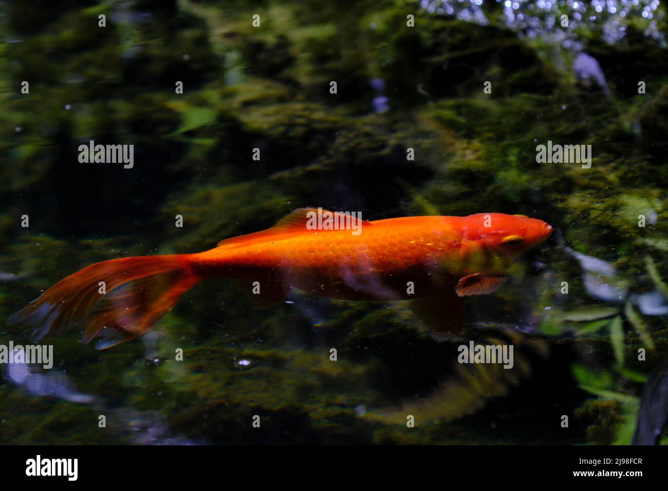 Orange Koi (Cyprinus Carpio) swimming in small pond. Stock Photo