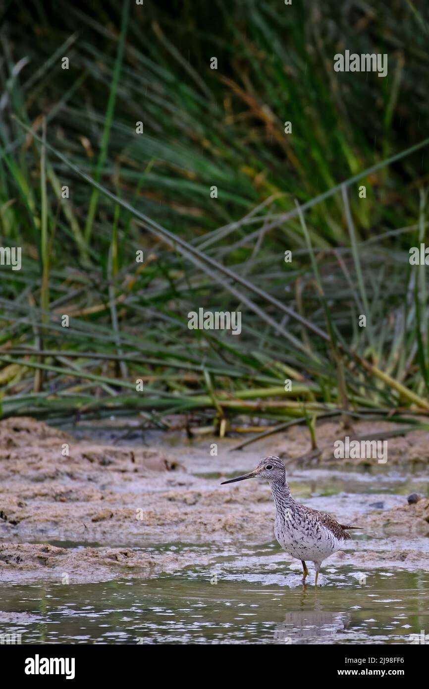 Lesser Yellowlegs (Tringa flavipes), sandpiper walking on the shore of a pond in search of food. Stock Photo