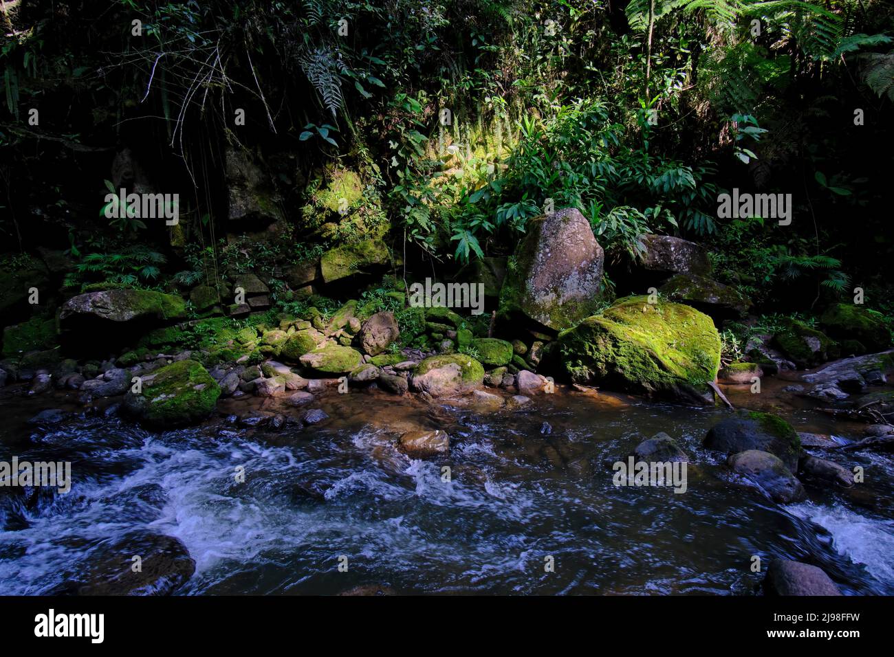 Interior of the central jungle of Peru, dense vegetation with rivers and waterfalls full of purity and tranquility. Stock Photo