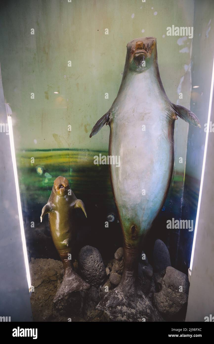 Interesting Pictures of the Red Sea Marine Wildlife Exhibits near Qaitbay fort on Alexandria Eastern Harbor in, Egypt Stock Photo