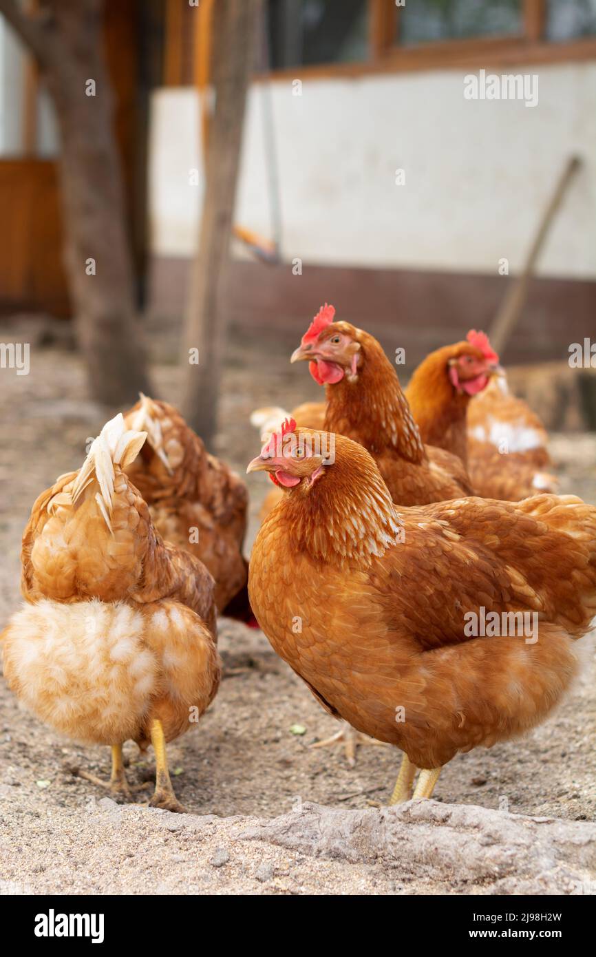 A flock of Golden Comet chickens are standing in a farmyard. One curious hen stands out from the crowd. Selective focus. Stock Photo