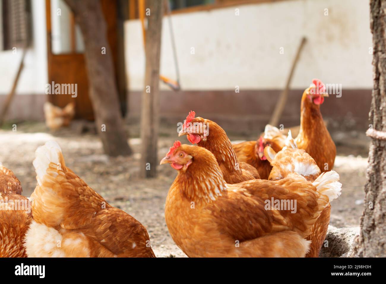 A flock of Cinnamon Queen hens. A beautiful reddish-brown egg-laying chicken breed. Selective focus. Stock Photo