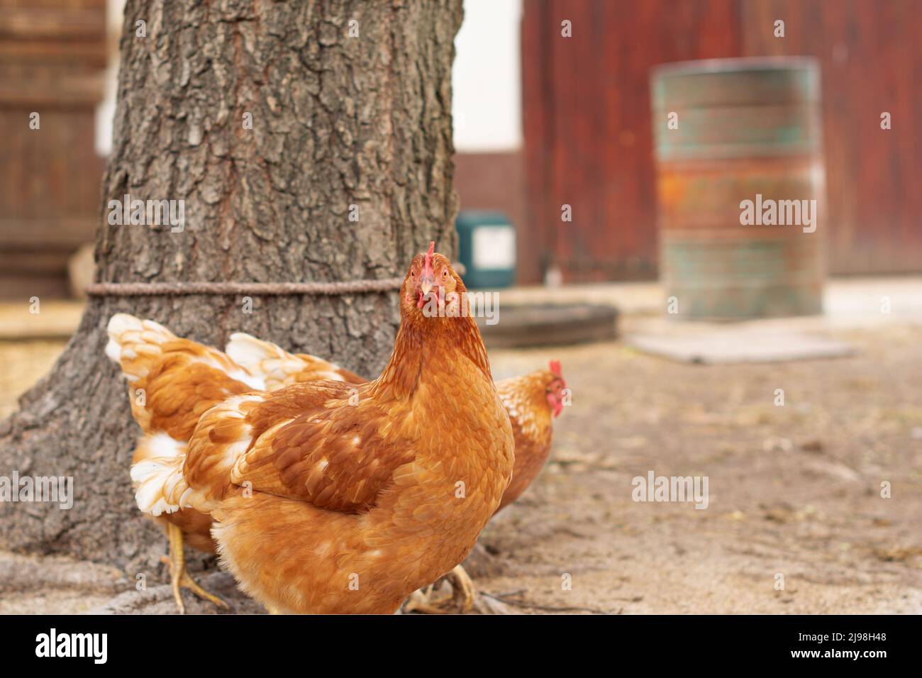 A hen standing in front of an old tree is looking straight into the camera. Stock Photo