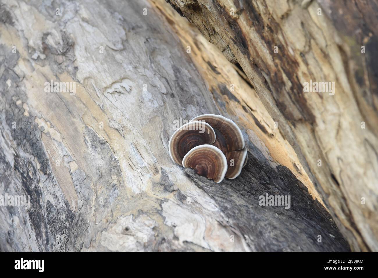 Wild Mushroom Stock Photo