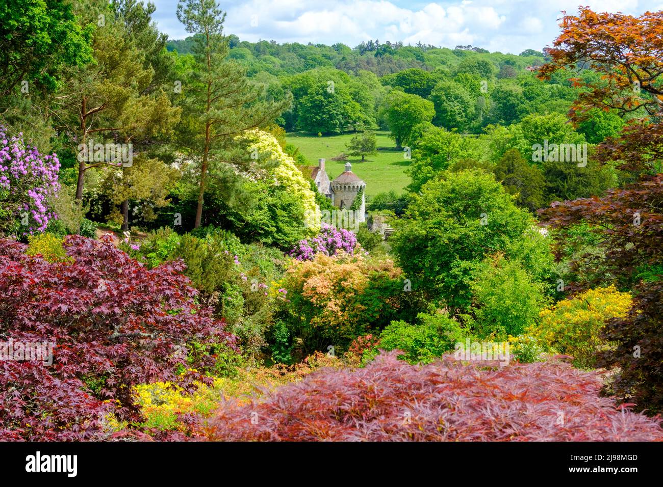 Scotney Old Castle gardens with spring azaleas and rhodedendrons, Kent, UK Stock Photo