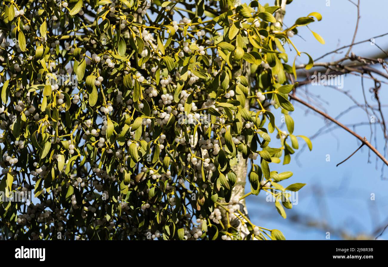Mistletoe, Viscum, a parasitic plant on the tree. Mistletoe with white fruit growing on a birch tree, isolated against a blue sky. Stock Photo
