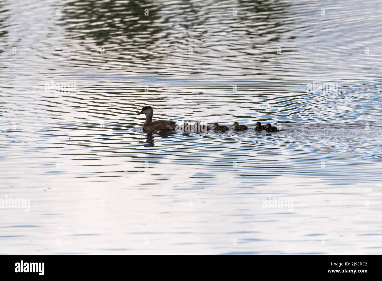 Female Red-crested Pochard (Netta rufina) with chicks Stock Photo
