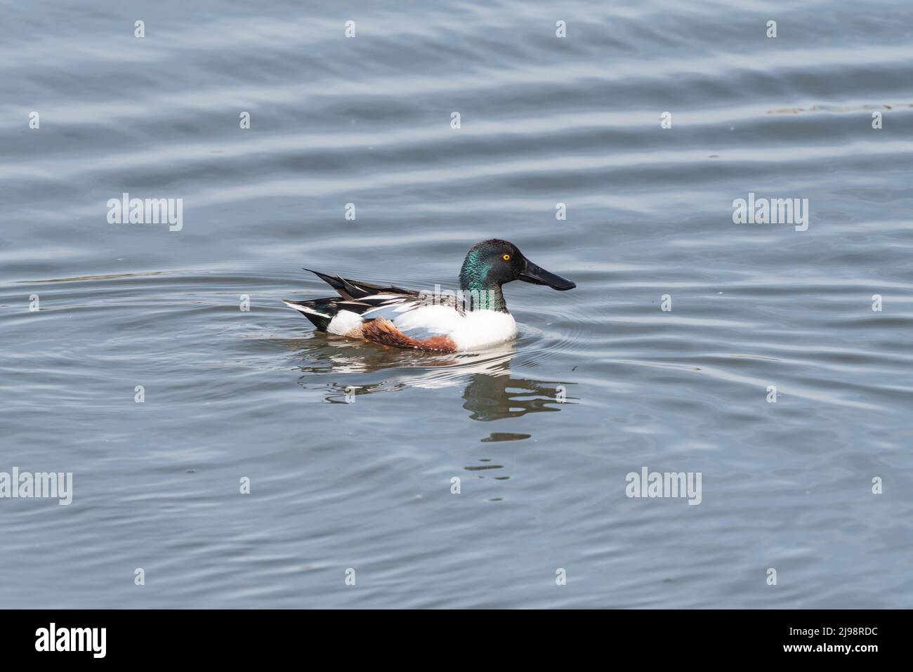 Drake Shoveler duck (Spatula clypeata Stock Photo - Alamy