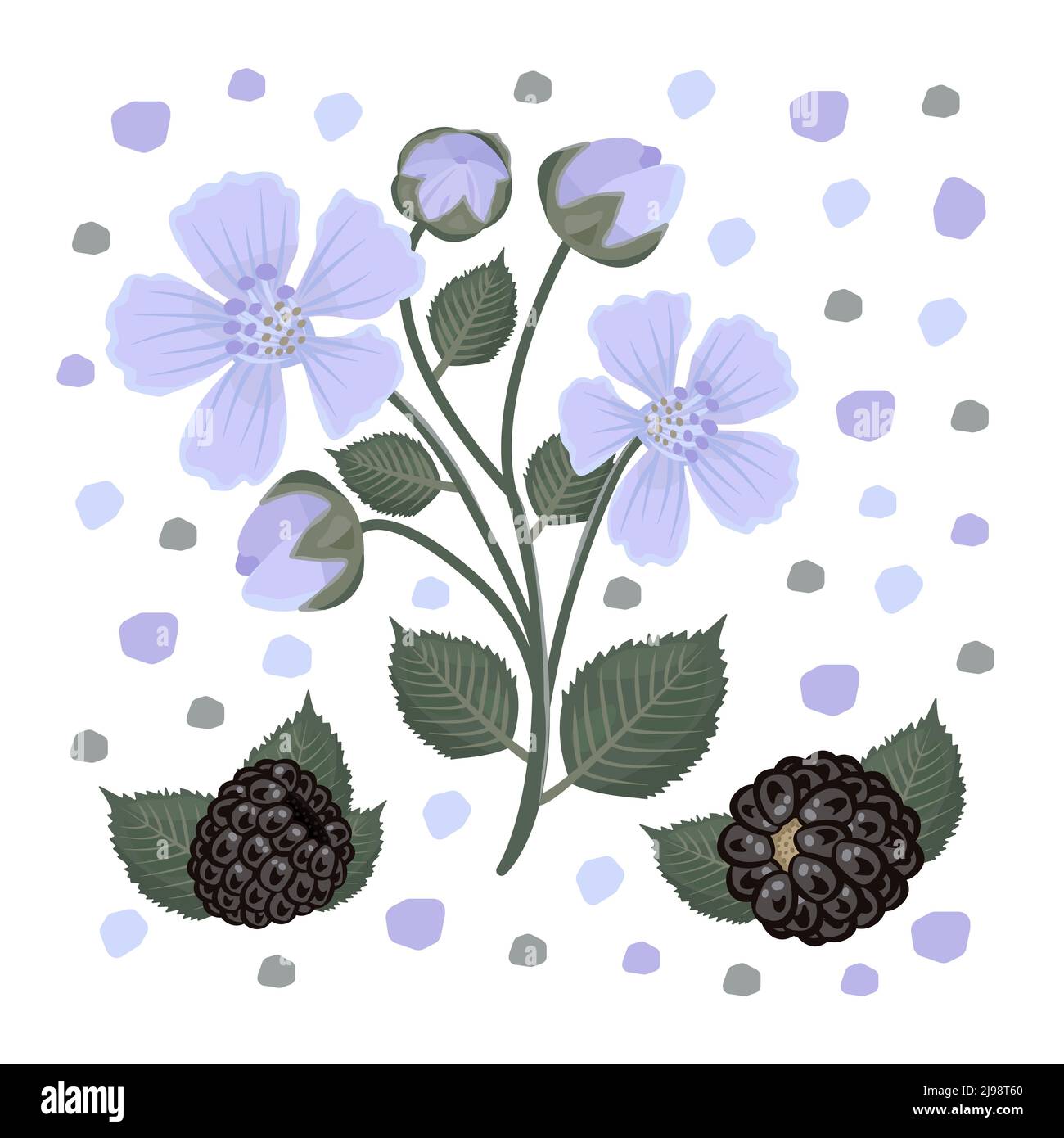 Blackberry flowers and berries, illustration Stock Vector