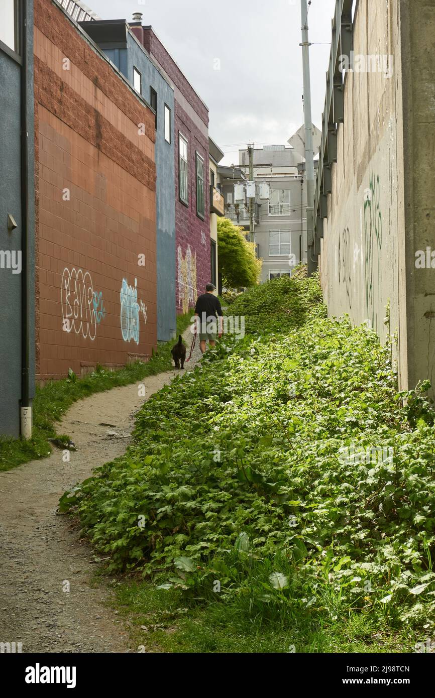 Man walking his dog along a narrow alleyway in Vancouver, BC, Canada Stock Photo