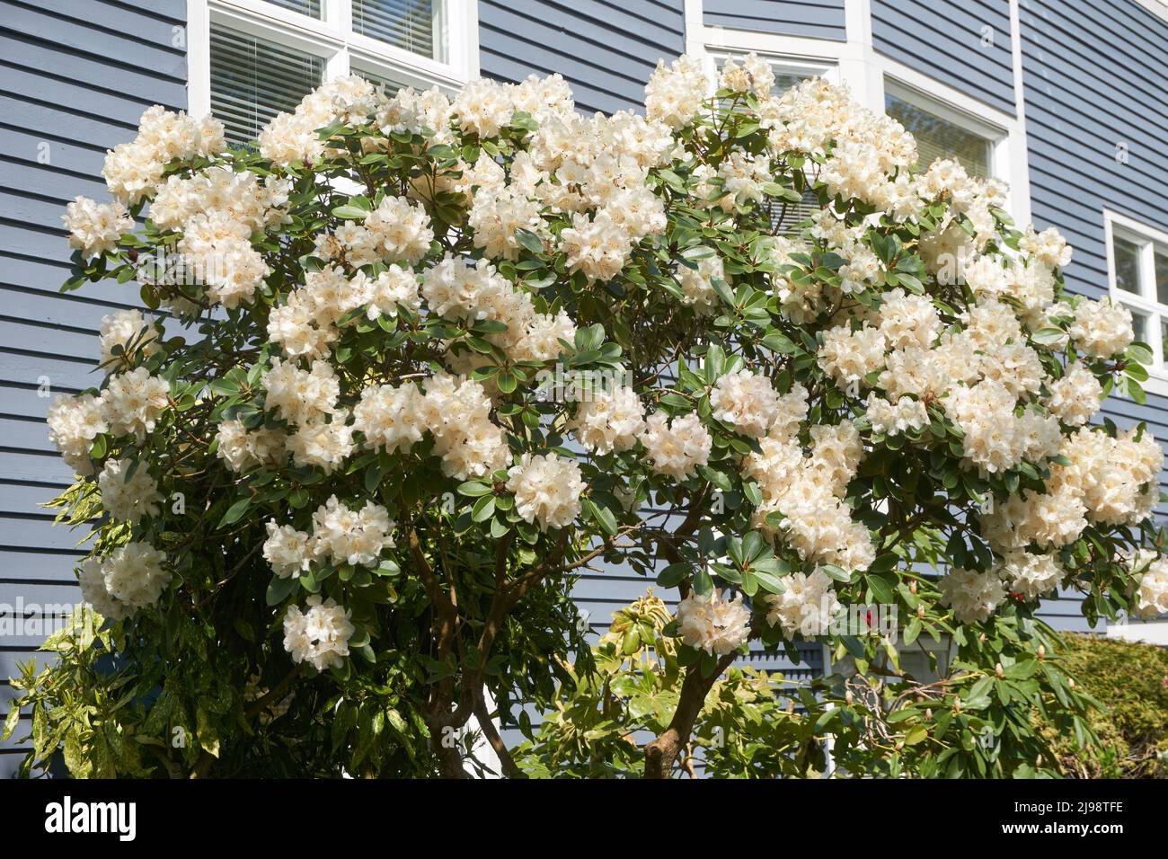 White rhododendron bush in bloom in spring outside a house in Vancouver, BC, Canada Stock Photo