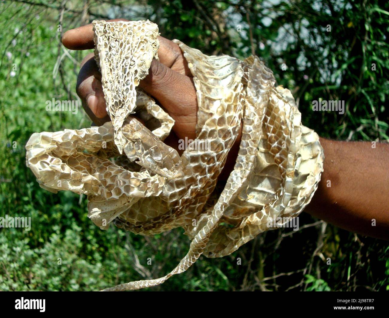 Shredded snake skin held in hand Stock Photo - Alamy