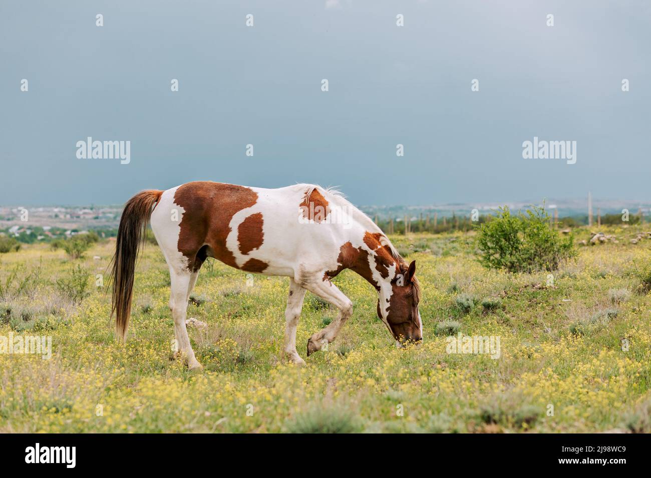 Multi colored horse hi res stock photography and images alamy