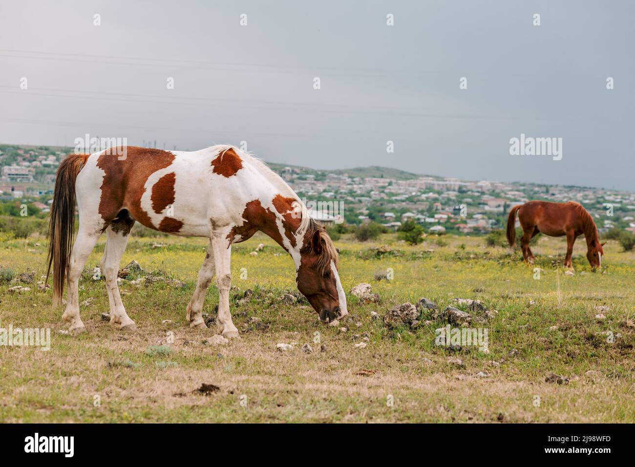 Multi colored horse hires stock photography and images Alamy