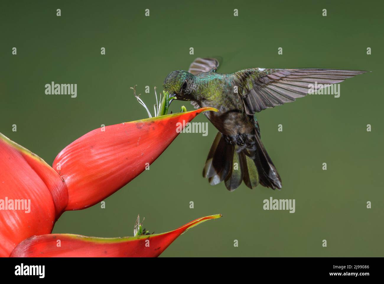 Blue-vented Hummingbird - Saucerottia hoffmanni, beautiful colored hummingbird from Central America forests and gardens, Costa Rica. Stock Photo