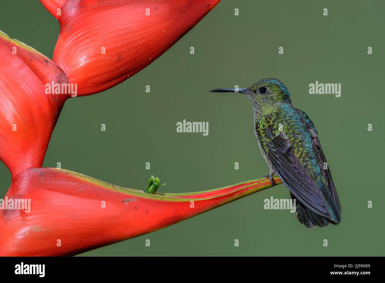Blue-vented Hummingbird - Saucerottia hoffmanni, beautiful colored hummingbird from Central America forests and gardens, Costa Rica. Stock Photo