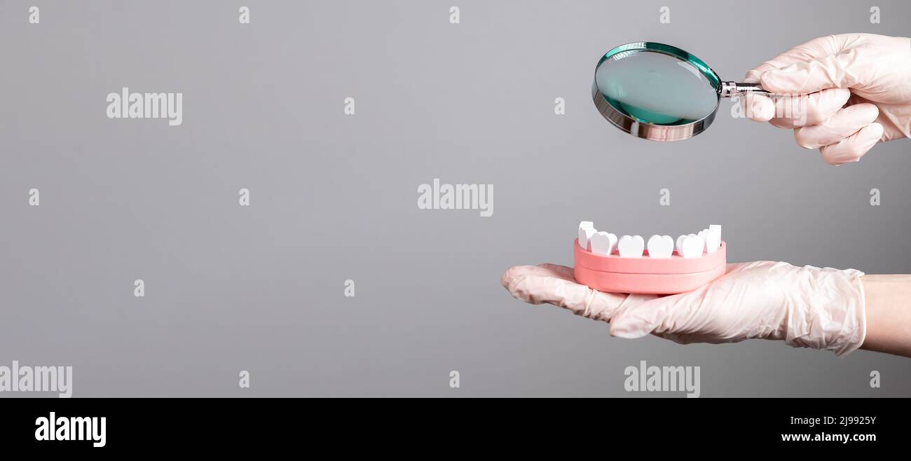 Banner with dentist holding magnifying glass over jaw model with teeth ...