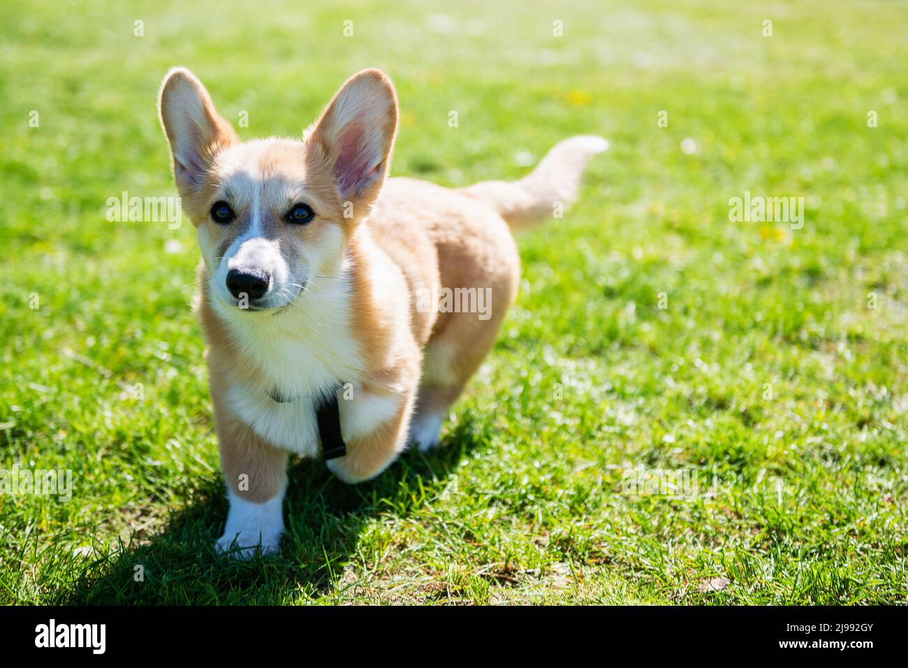 Pembroke welsh corgi jump hi-res stock photography and images - Alamy