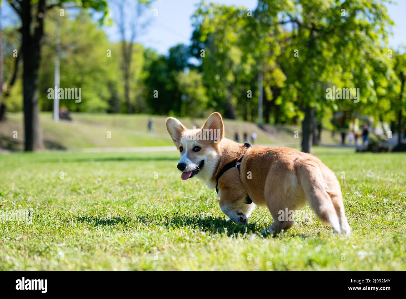 Welsh corgi pembroke on lawn hi-res stock photography and images - Alamy